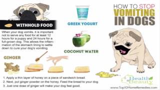 How to Stop Vomiting in Dogs [upl. by Attenod]