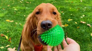 Red Golden Retriever Puppy🐶 Autumn Day Walk with 10 Month Old Puppy [upl. by Cleopatra]