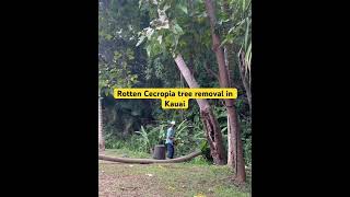 Cecropia tree Embaúba removal in Kauai Tree work Tree care Agroforestry [upl. by Anrim]