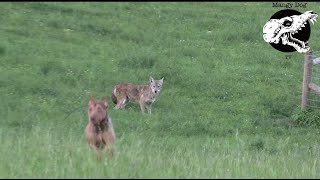 Desperate Coyotes Chase Our Dog  Coyote Hunting With Decoy Dog [upl. by Ahsetal]