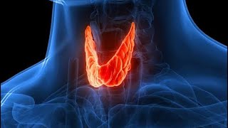 THYROID GLAND PHYSIOLOGY [upl. by Grubb]