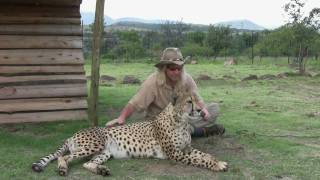 Robert Eklund records the purring cheetah Caine at the Dell Cheetah Centre Parys South Africa [upl. by Beller]