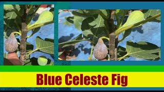 Blue Celeste Fig [upl. by Nahtaj]