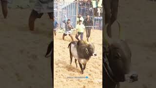 😈😈 jallikattu bull [upl. by Annaej]