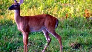 White tailed deer stomping behavior when sensing danger [upl. by Bonaparte]