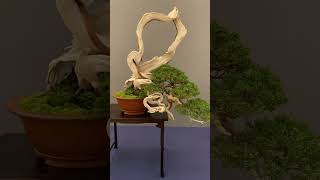 Bonsai trees at a show spain bonsai tree bonsaitree [upl. by Eiznil]