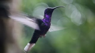 Monteverde Hummingbird Garden Costa Rica [upl. by Arlo315]