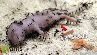 I Gave My Pet Ant Colony a Baby Mouse [upl. by Adlare]