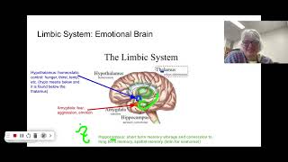 AP Psychology the limbic system [upl. by Lah]