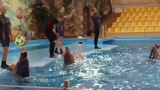 Kharkov Dolphinarium quotNemoquot  Харьковский дельфинарий quotНемоquot [upl. by Muffin668]