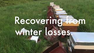 Recovering from winter losses [upl. by Attemaj]