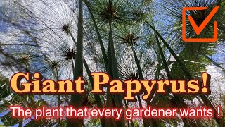 Everything you ever wanted to know about GIANT PAPYRUS papyrus [upl. by Lewis]