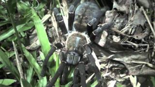 Earth tiger tarantula [upl. by Avruch888]