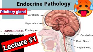 🔴 ENDOCRINOLOGY PATHOLOGY LECTURES 1 Pituitary gland hyperpiturism hyperpiturism [upl. by Mirna416]