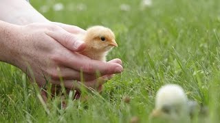 Chicken Breeds Heritage Chickens Hatching Eggs and Raising Baby Chicks [upl. by Ssur770]