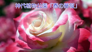 神代植物公園「春の薔薇」 [upl. by Tenaej]