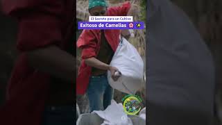 El Secreto para un Cultivo Exitoso de Camelias 🌸✨ [upl. by Jessie]