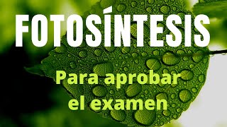 FOTOSÍNTESIS lo que debes saber para aprobar el examen [upl. by Aihsenak]