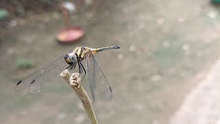 Golden wings Dragonflies [upl. by Shaina431]