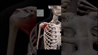 3d shoulder muscles sholder muscles tranding viralvideo humananatomy humanbody animation [upl. by Eneirda]