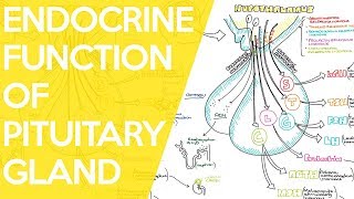 Overview of the Endocrine Function of the Pituitary Gland  Sarah Clifford Illustration Tutorial [upl. by Droffig498]