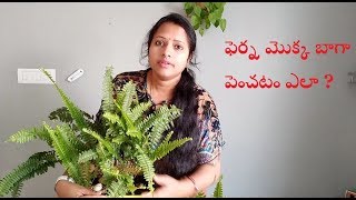 ఫెర్న్ మొక్క ఎలా పెంచాలి  Boston fern  indoor plants  NASA air purifier plant  sword fern [upl. by Turrell]