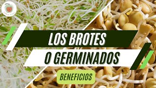 BROTES GERMINADOS Beneficios para la Salud [upl. by Nahoj602]