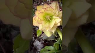 The glorious Helleborus… aka Lenten Rose… in the greenhouse today [upl. by Eatnuahc]