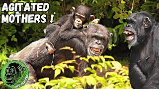 Baby Chimpanzee Clings To His Agitated Mother [upl. by Ambler769]