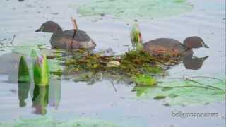 AUSTRALASIAN LITTLE GREBE ☜❤☞ NESTING [upl. by Olivier]