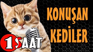 Konuşan Kediler 1 Saat  Sinema Tadında Komik Kediler  PATİ TV [upl. by Niuq917]