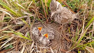 Baby skylark bird is not hungry BirdsofNature107 [upl. by Senalda]