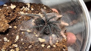 Theraphosa apophysis  뒷다리 장애 개체 핑크풋 골리앗 버드이터의 탈피  Pinkfoot birdeater tarantula molting [upl. by Ennagem235]