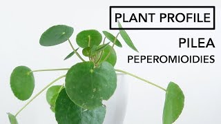 Pilea Peperomioides Light and Water Requirements  Plant Profile [upl. by Sibeal]