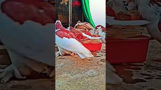 Shirazi kabootar loft 🐦🙏🇮🇳 pigeon birds [upl. by Inan]