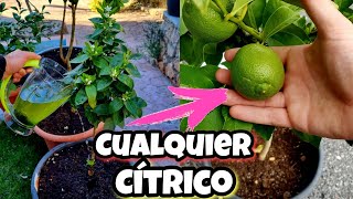 Este SECRETO hará que tengas MILES de LIMONES en MACETA y en tu HOGAR Abono casero de cítricos [upl. by Clark]