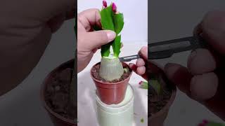 Useful tips for your cactus 🌵 [upl. by Treboh]