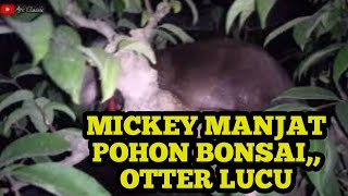 Malam hari Mickey otter yang sangat lucu manjat pohon bonsai [upl. by Neve]