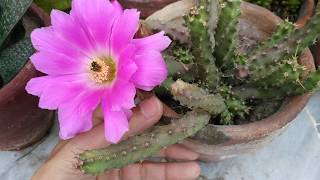 How to Grow and Care Echinocereus Pentalophus subsp Procumbens Cactus Plant [upl. by Ddahc]