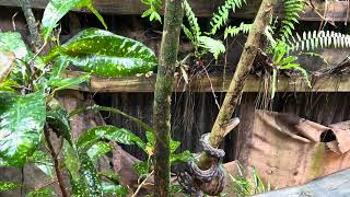 PYTHON IN DAINTRE ECOLODGE [upl. by Uchish]