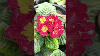 Primula vulgaris flower  Primrose  trending nature youtubeshorts [upl. by Halima]