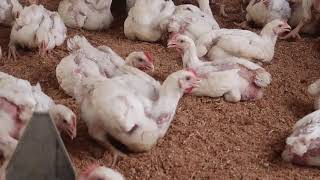 How to control cannibalism in poultry causes prevention and treatment with ease [upl. by Onihc399]