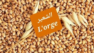 تعرّف على فوائد الشعير  لن تستغني عنه ابدا بعد ذلك  bienfaits de lorgeplante exceptionnelle [upl. by Ycniuqed603]