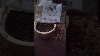 Alyssum Flower Seeds How To Grow  Alyssum Seeds Germination short trending [upl. by Euqinay164]