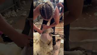 Good clean sheep shearing [upl. by Ninnette]