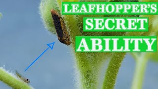 True Facts about Leafhoppers You Never Thought Possible [upl. by Adnahs]