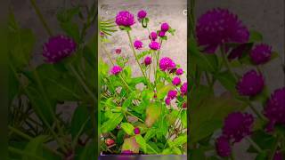 Gomphrena flower all season flower beautiful flower must add to your gardenyoutubeshorts garden [upl. by Dorweiler]