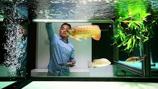 Super Clean Arowana Tank in Freshwater Aquarium  Feeding Golden Arowana [upl. by Anesusa]