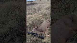 Buck down in Idaho back country idaho deerhunting nature idahooutdoors hunting muledeer [upl. by Nybor89]