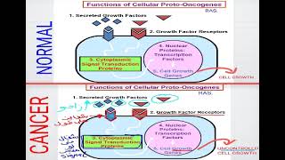 18 Cell biology  Mechanisms of cancer شرح بالعربي [upl. by Igenia]